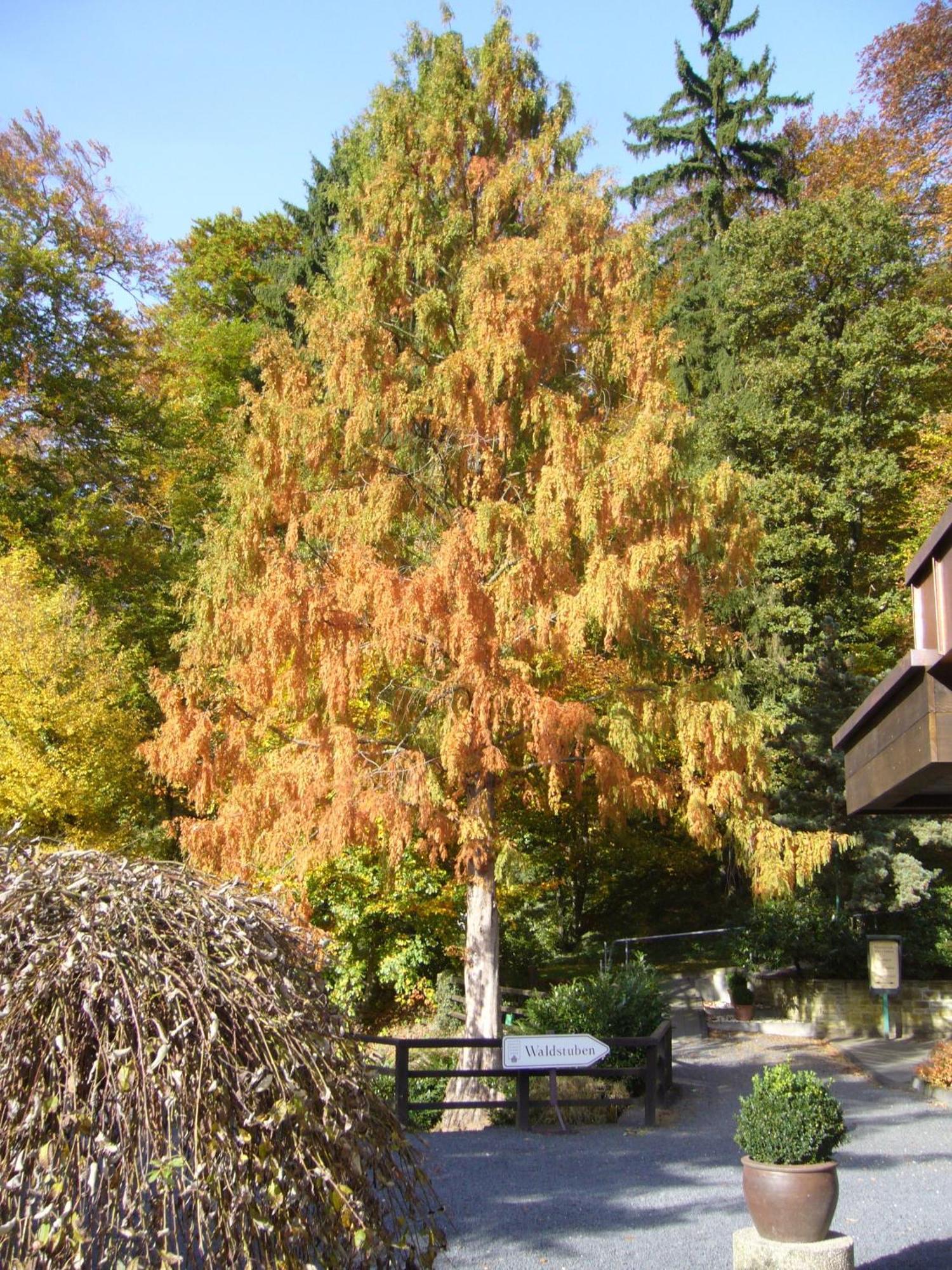 Romantik Waldhotel Mangold Bergisch Gladbach Esterno foto